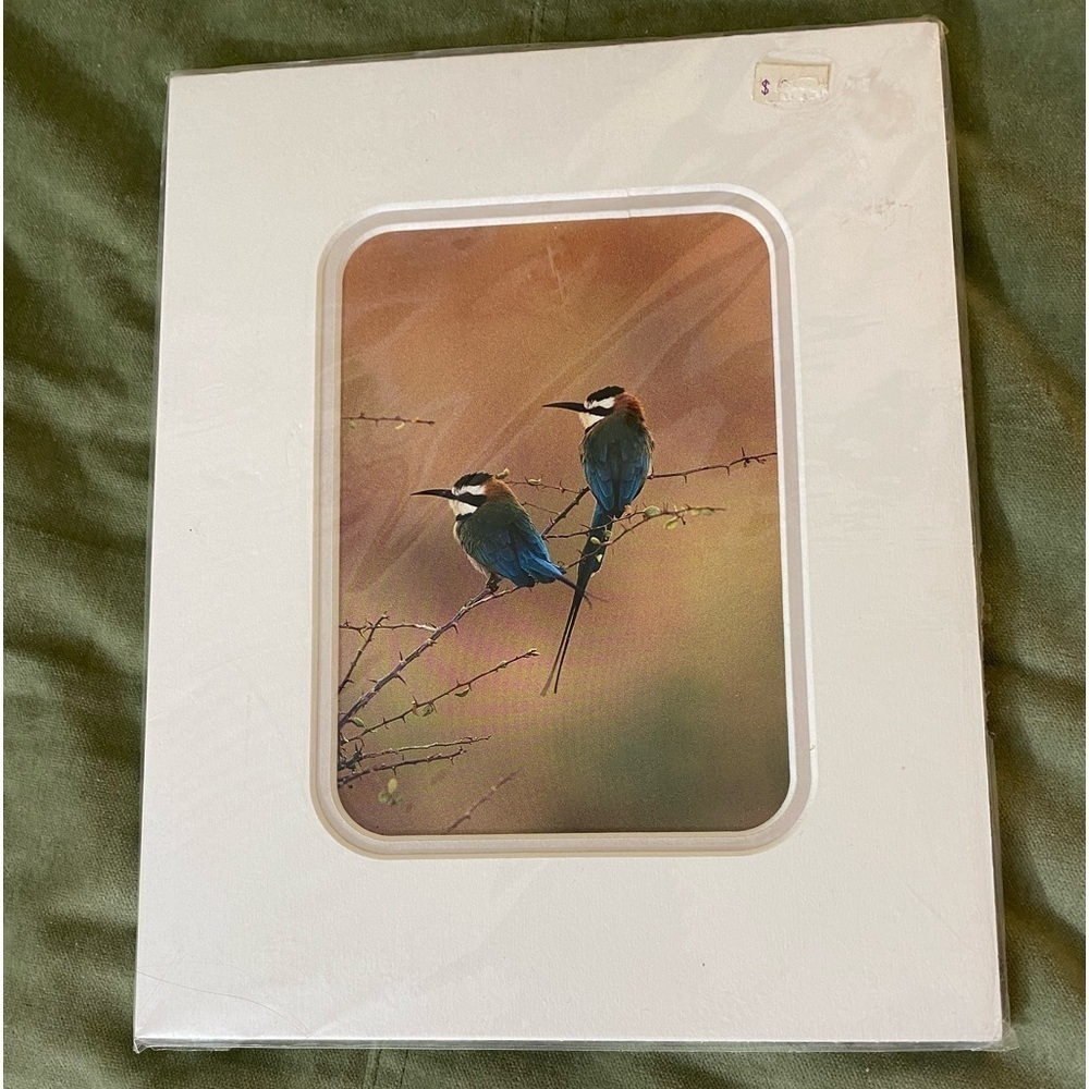 Vintage Merops albicollis, White-throated Bee Eaters print 1989  OSP
